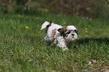 SHIH TZU 323